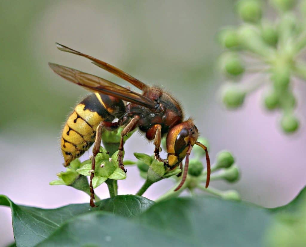 Eine Hornisse am Efeu.