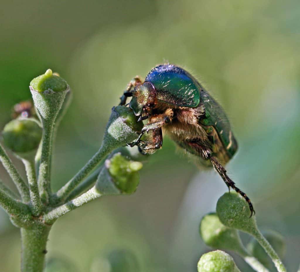 Ein Rosekäfer auf Efeu.