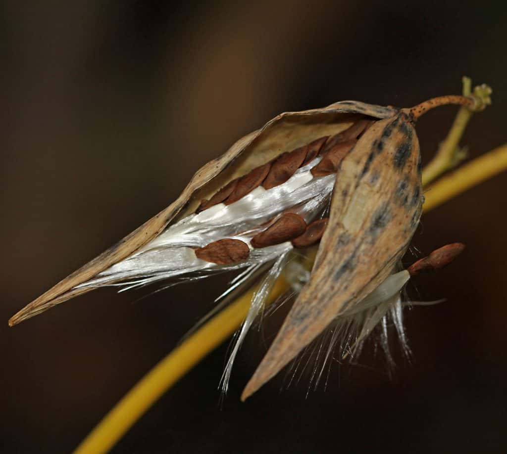 Schwalbenwurz (Vinecetoxicum hirundinaria) bringt Herbststimmung auf.