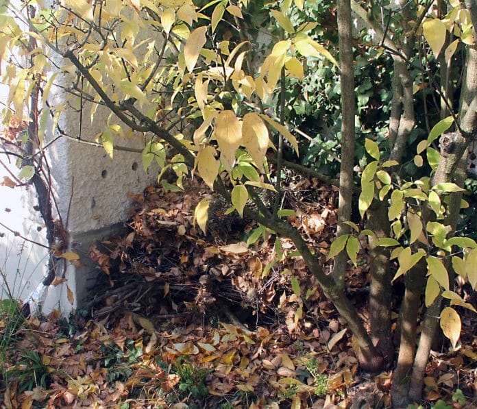 Ein Igelhaufen voll von Blätter im Garten.