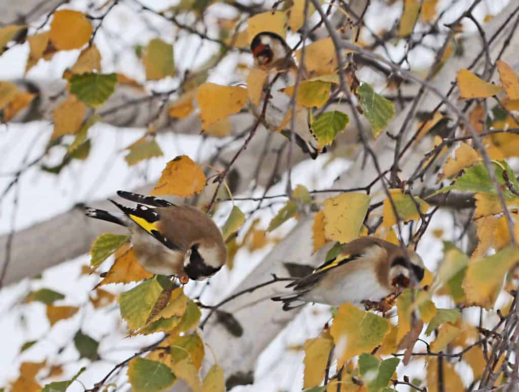 Distelfinken haben die Samen der Birke entdeckt.