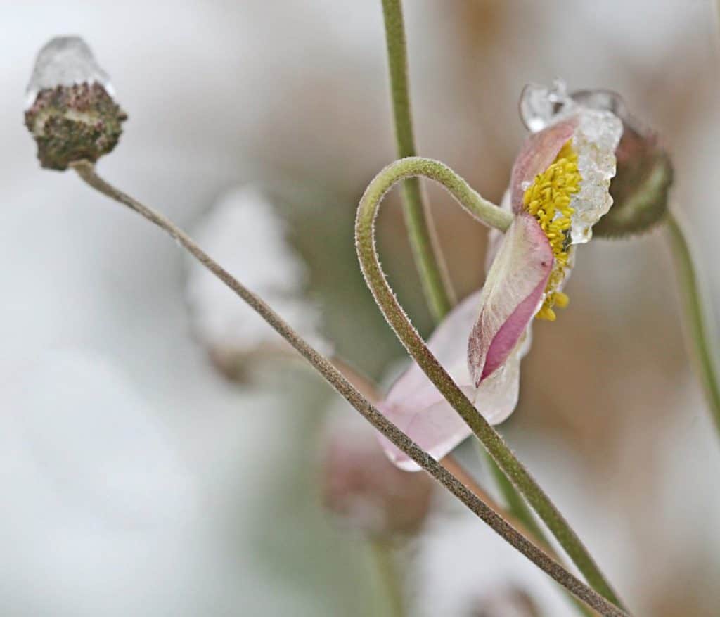 Blüte einer Blume mit etwas gefrorenem Eis darauf.