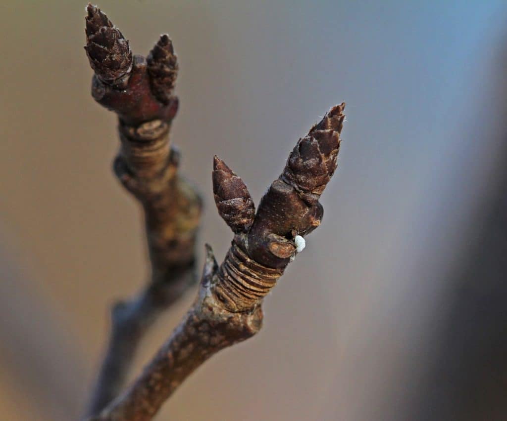 Knospen im einem Ei daran.