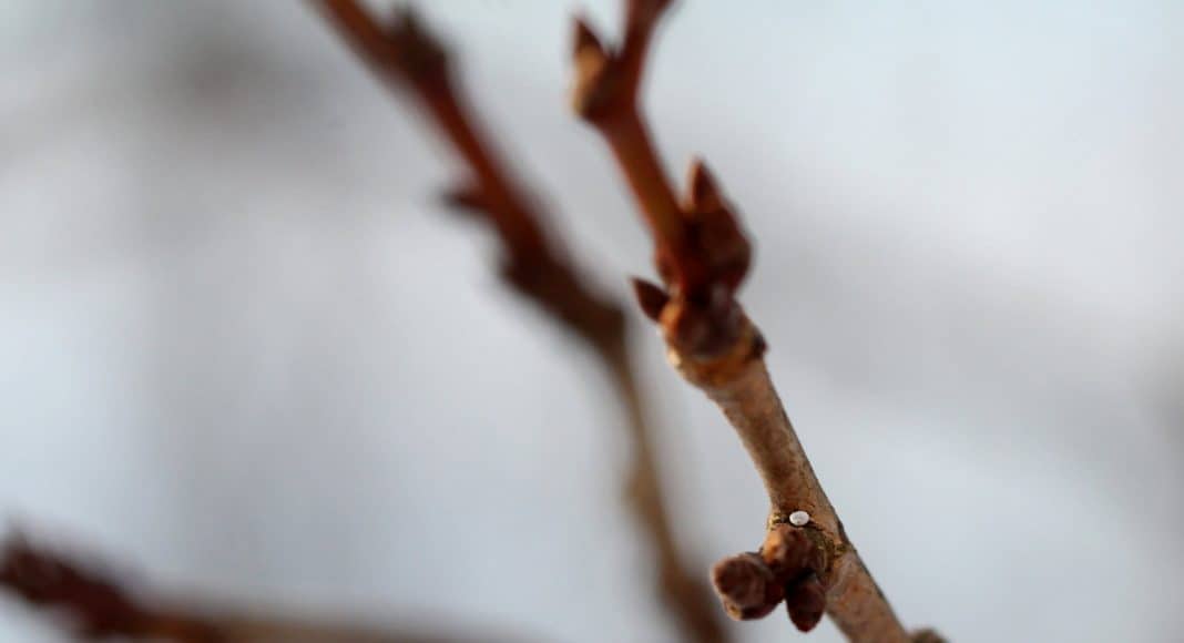Das Ei eines Nierenfleck-Zipfelfalter (Thecla betulae) auf einer Knospe.
