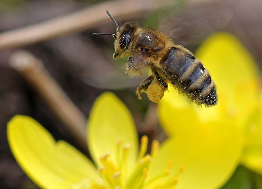 Biene auf einer Blüte.