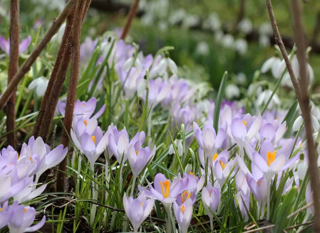 Ein Feld von Krokussen, Frühlingsblumen.