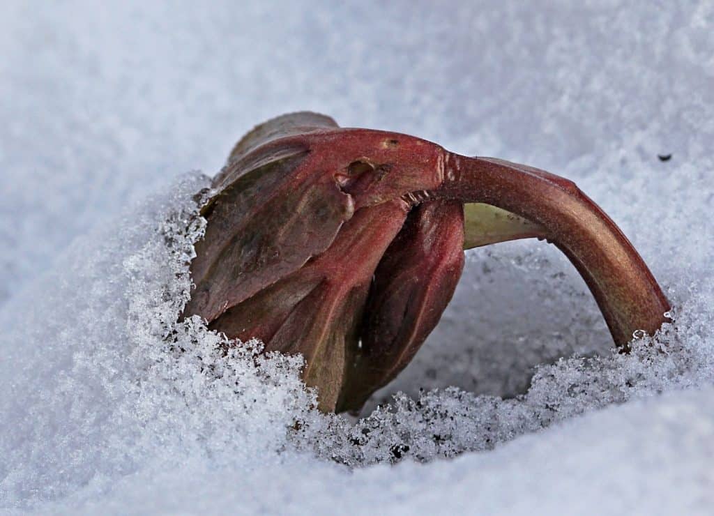 Die Christrose kämpft mit dem Schnee.