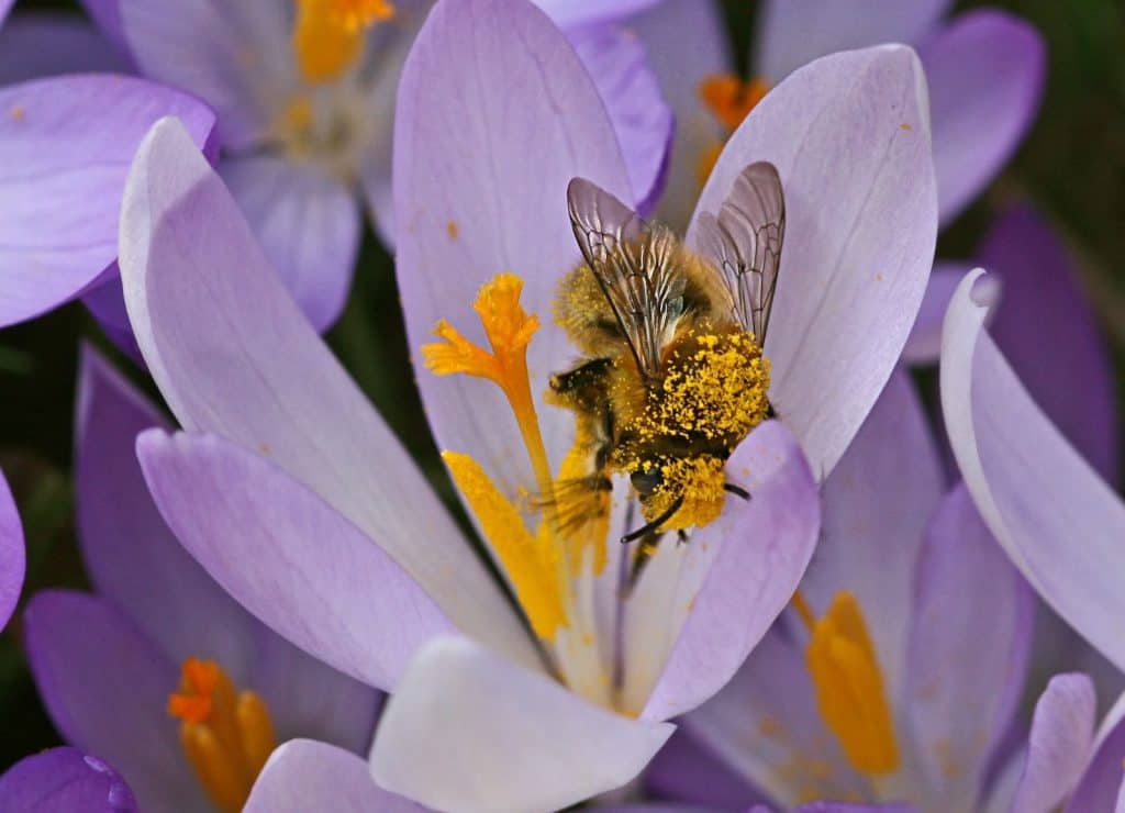 Eine Pelzbiene ist voll von Nektar.