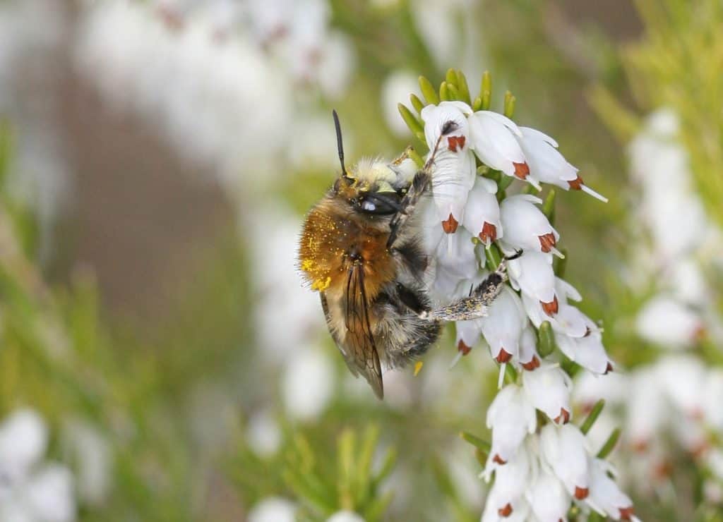 Eine Pelzbiene an der weissblütigen Schneeheide (Erica carnea var. alba) .
