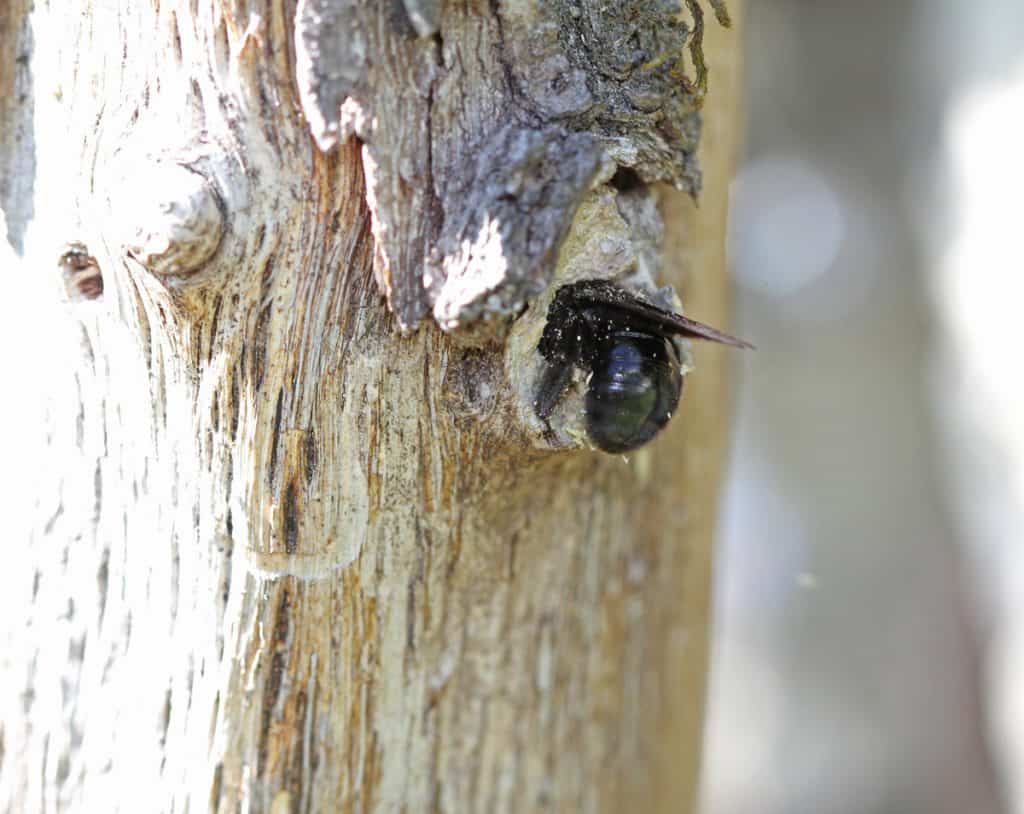 Die Blaue Holzbiene Xylocopa violacea schlüpft in ihre Loch im Holz.