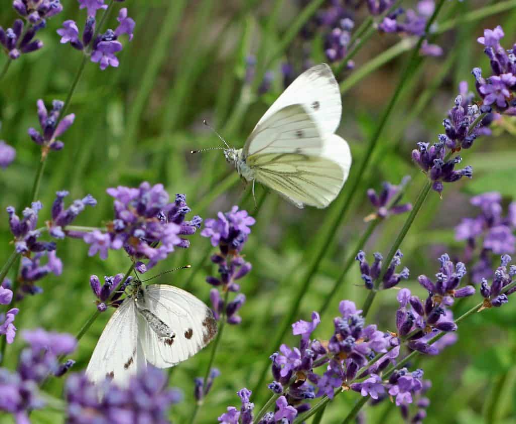Zwei Weisslinge auf Lavendel.