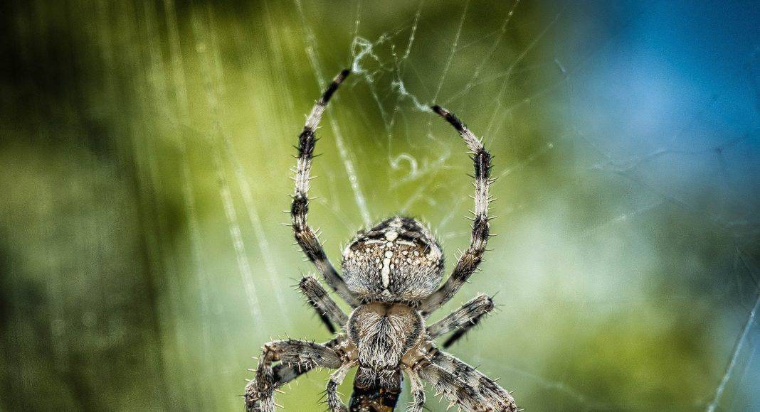 Bisse von Spinnentiere, hier eine Kreuzspinne, sind meistens harmlos.