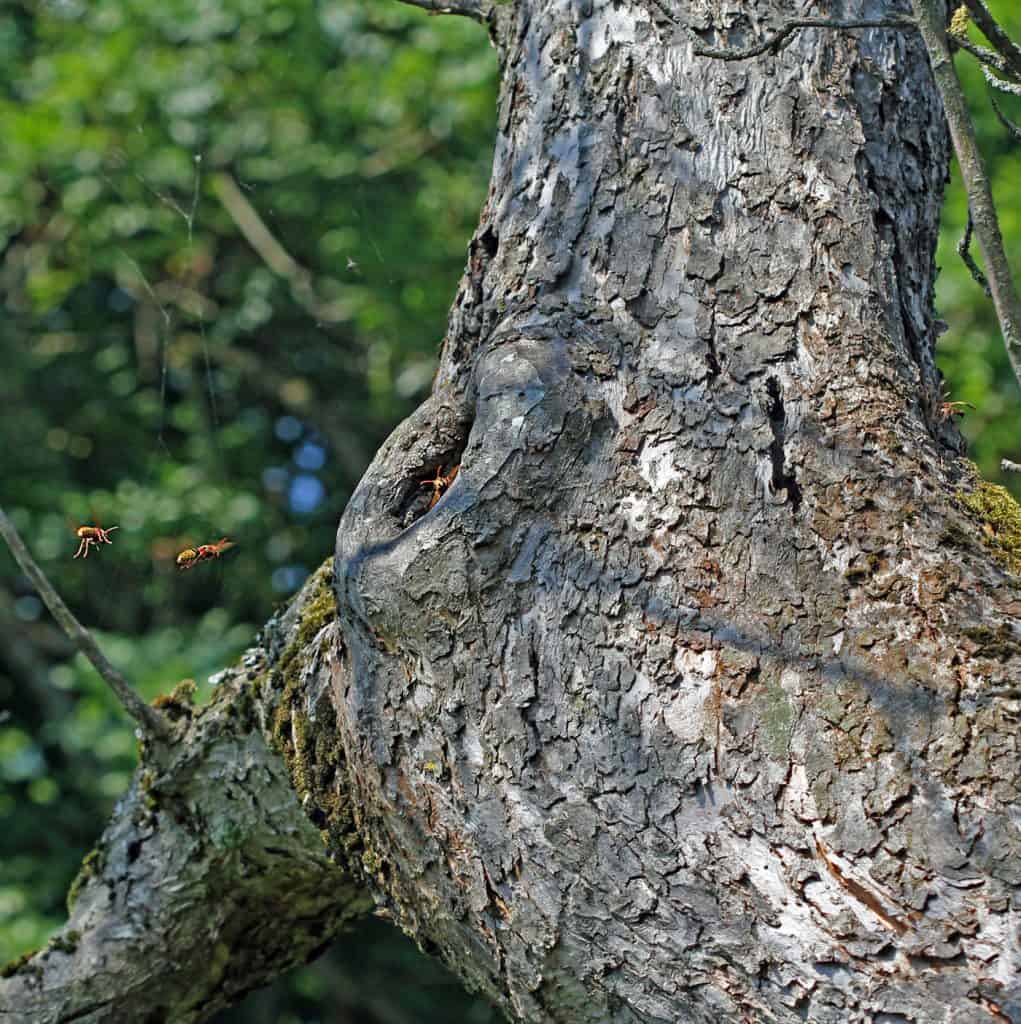Hornisse mit dem Nest in einer Baumhöhle.