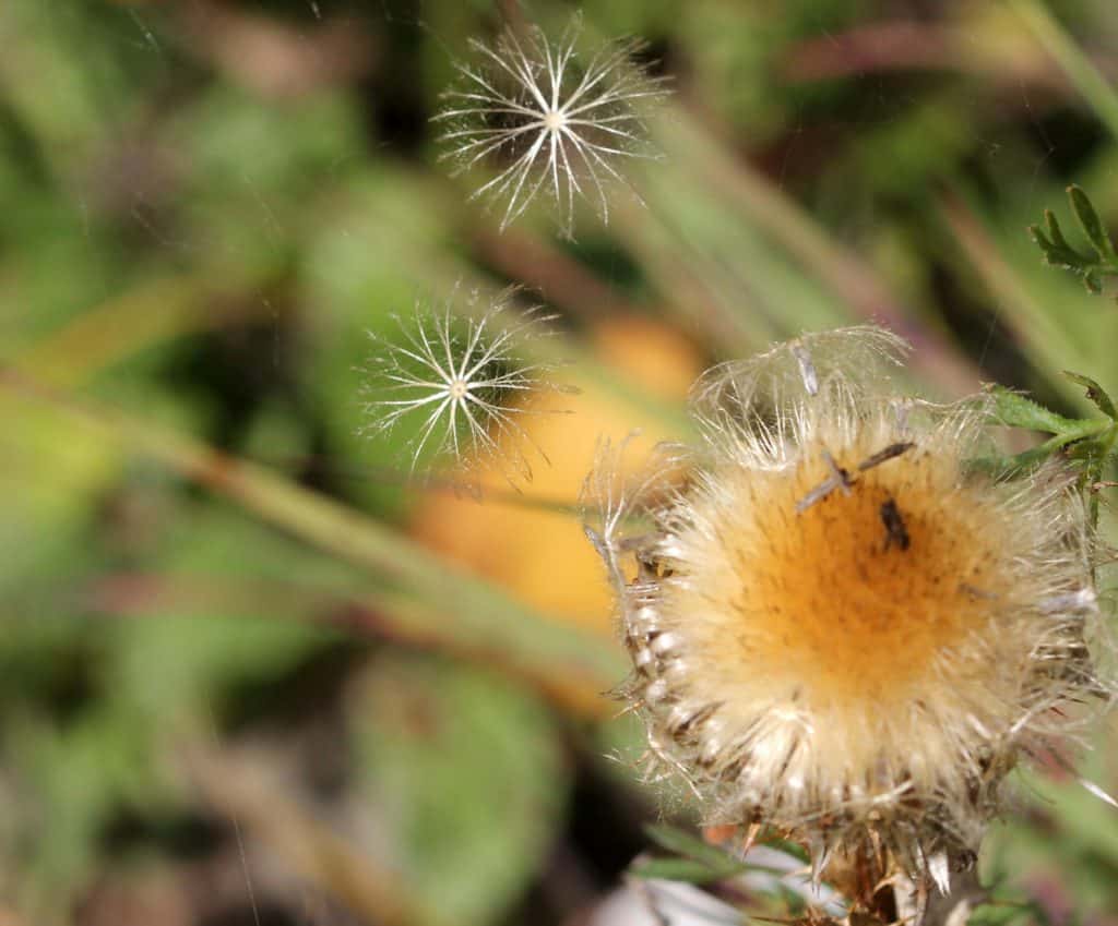 Eine Golddistel verliert ihre Samen.