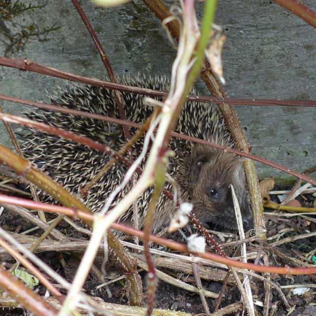 Ein Igel ist versteckt im Dickicht.