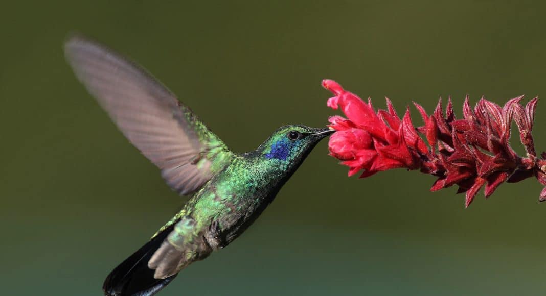 Ein Kolibri trinkt von einer Blüte.