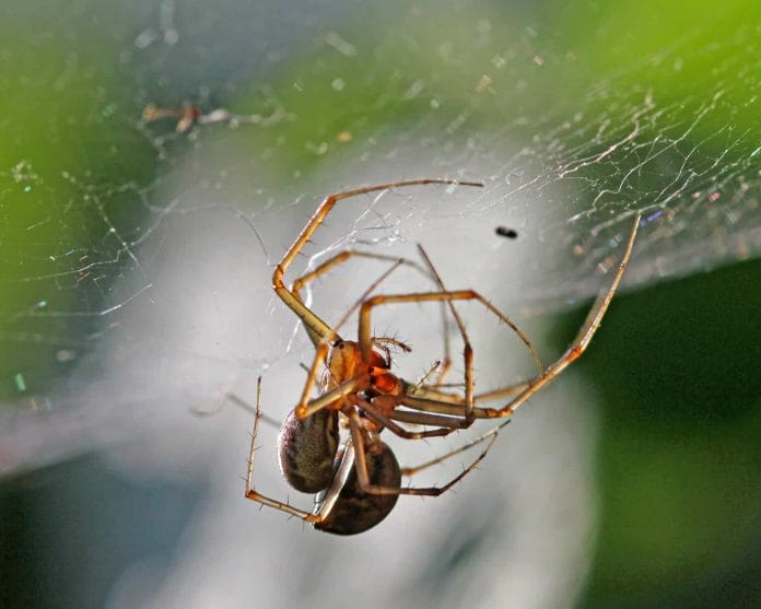 Zwei Spinnen sind sich im Netz am Paaren.