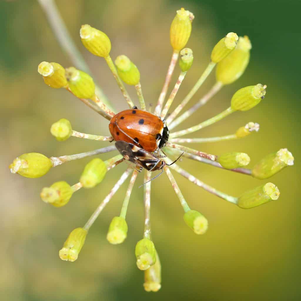 Marienkäfer und Wanze auf Teefenchel.