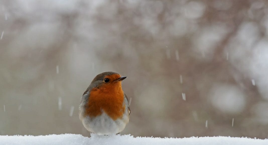 Vogel sitzt im Winter im Schnee