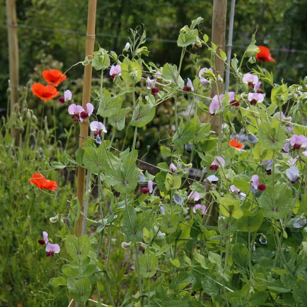 Der Gemüsegarten ist voll von Blumen.
