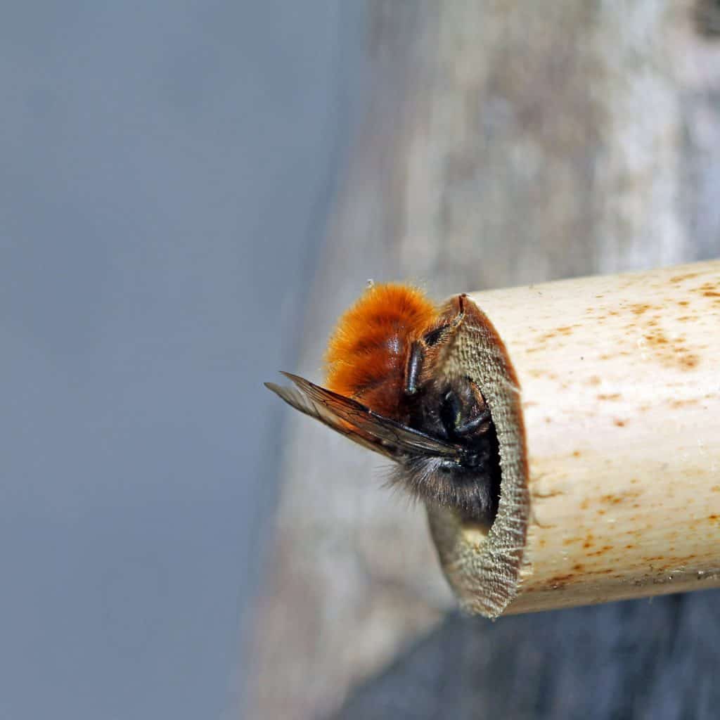 Eine Mauerbiene schaut in ihr Holzloch.