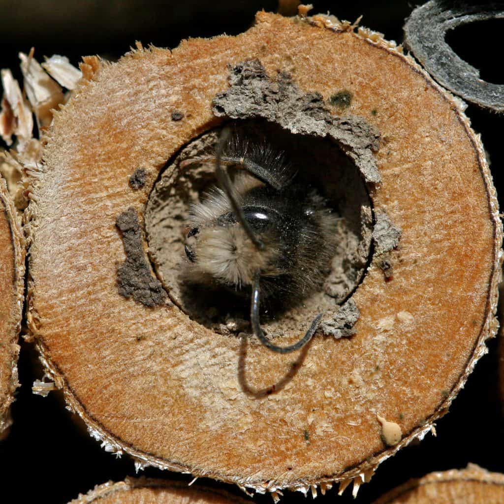 Eine Wildbiene, Osmia cornuta, schaut aus ihrem Holzloch heraus.