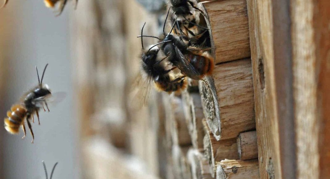 Gehörnte Mauerbiene, Osmia cornuta, an einer Nisthilfe.