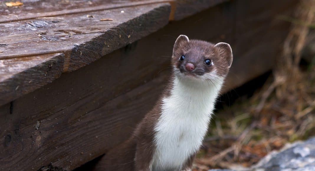 Hermelin schaut unter einer Holztreppe hervor.