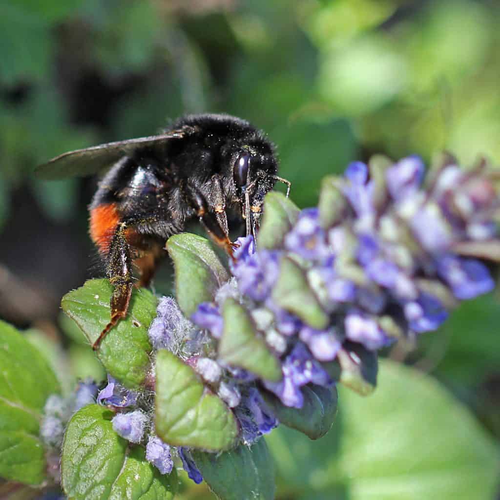 Steinhummel an kriechendem Günsel.