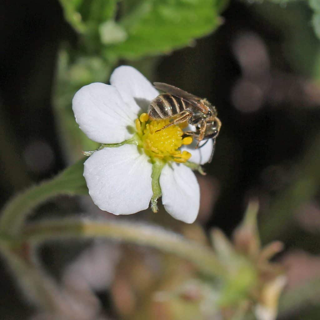 Biene an einer Erdbeerepflanze.