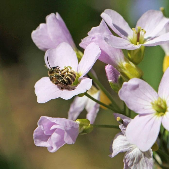 Eine Biene auf einem Wiesenschaumkraut.