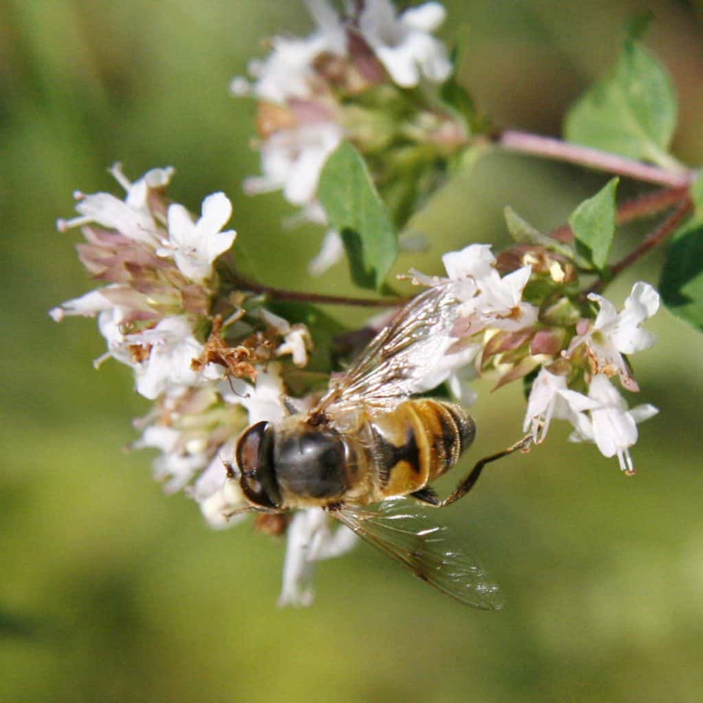 Schwebfliege auf Origano.