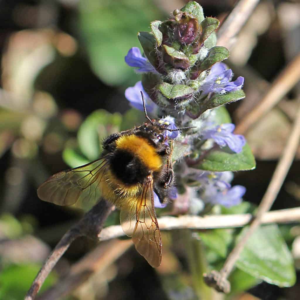 Hummel an einem kriechendem Günsel.