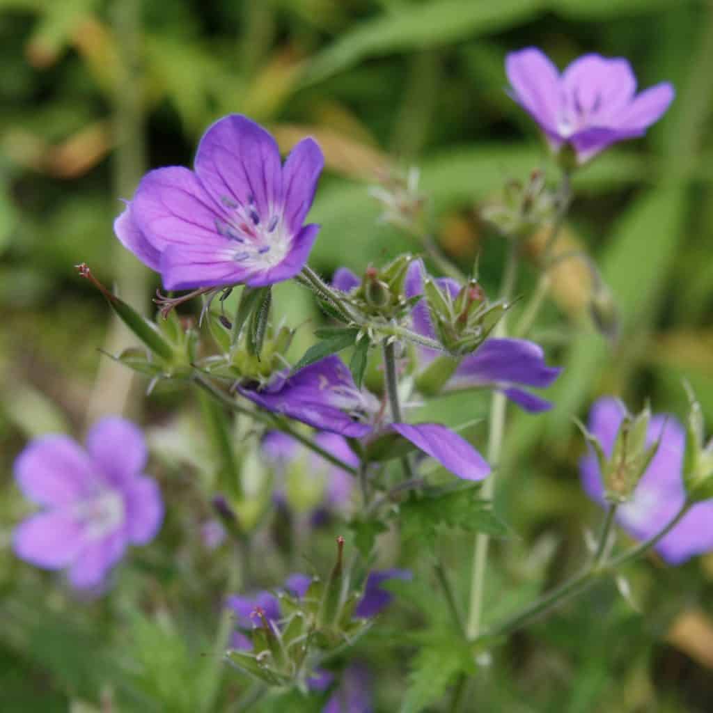 Storchenschnabel im Garten.