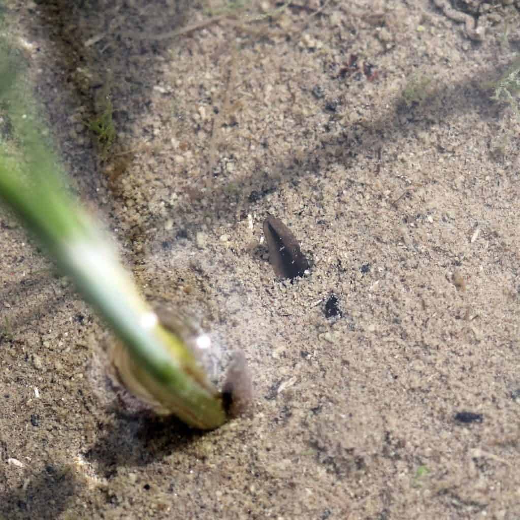 Eine Kaulquappe im Teich.