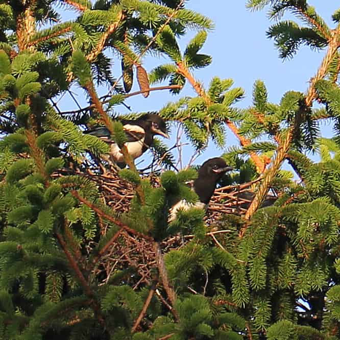 Elsternjunge im Nest