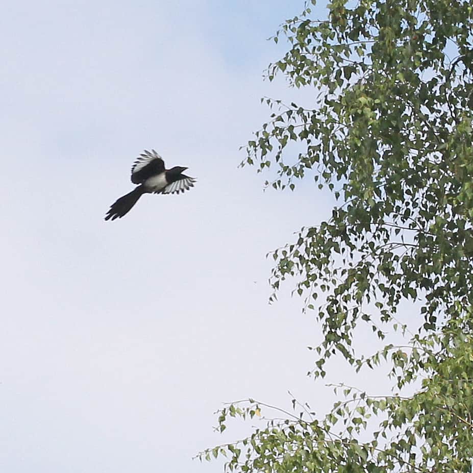 Elster im Anflug auf Birke.