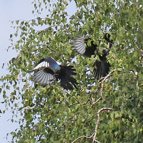 Elstern in einer Birke.