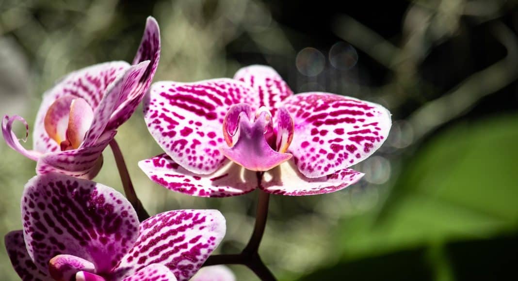 Website mit Orchideen.