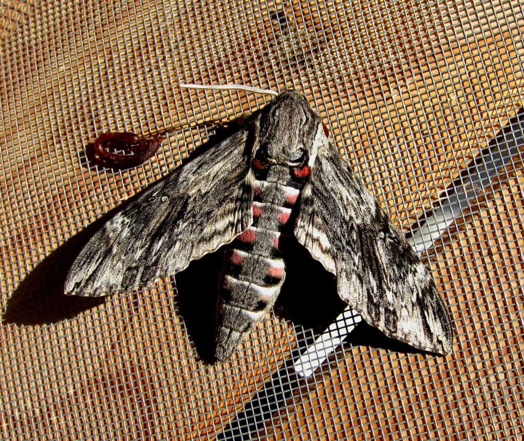 Ein Windenschwärmer.