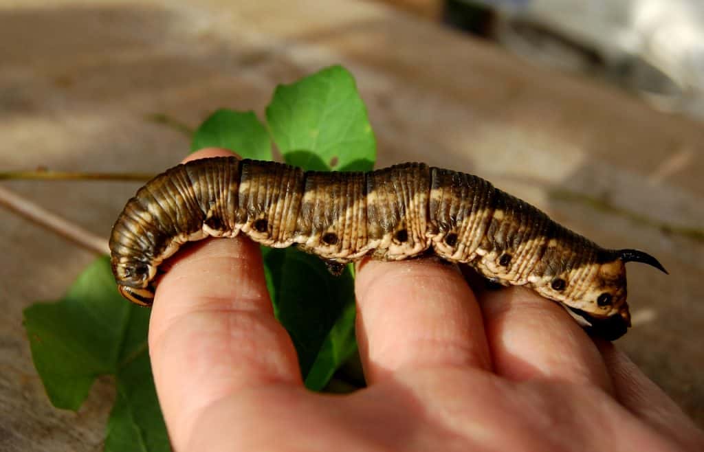 Eine Windenschwärmer Raupe.