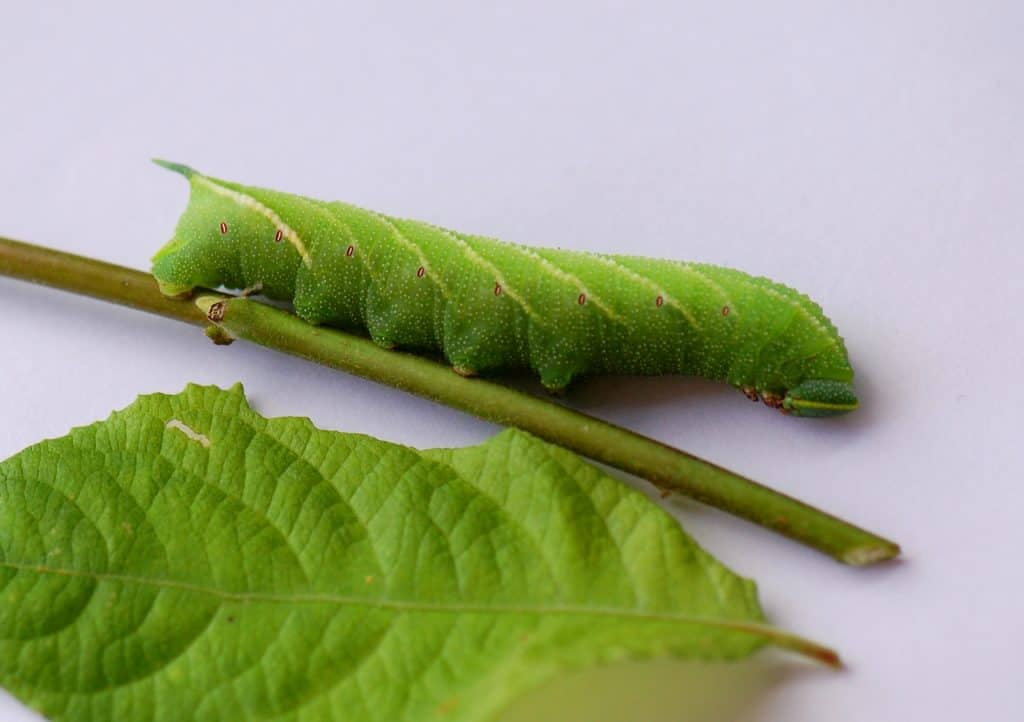 Raupe des Schwärmers Abendpfauenauge.
