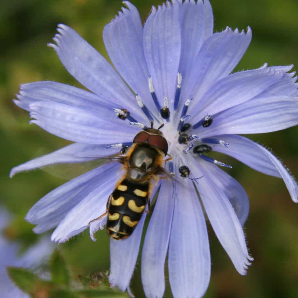Die Schwebfliege Scaeva pyrastri auf einer Blüte.