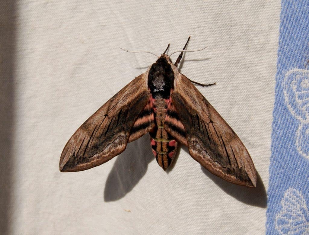 Ein Ligusterschwärmer.