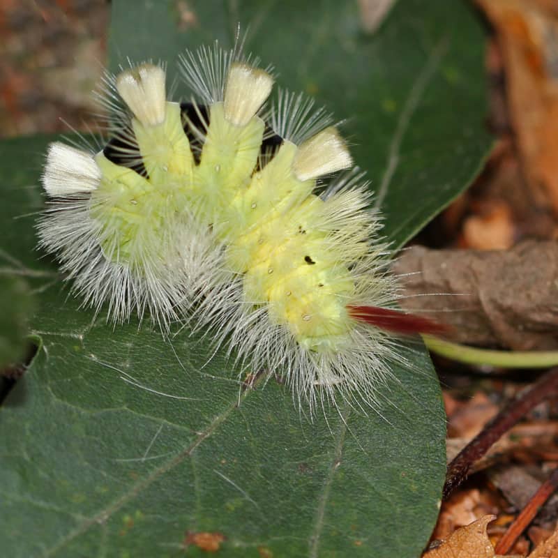 Die Raupe Buchen-Streckfuss läuft über ein Blatt.