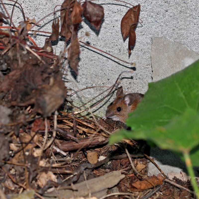 Eine kleine Waldmaus versteckt sich hinter der Vegetation.