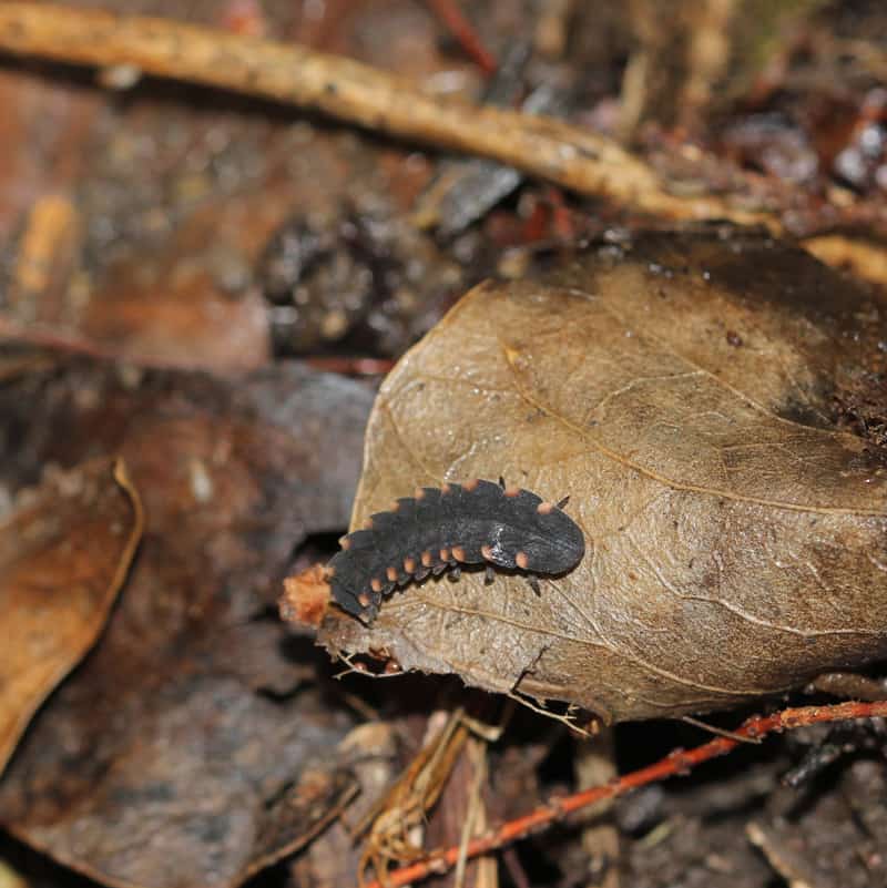 Eine Larve des Leuchtkäfers kriecht über den Boden.