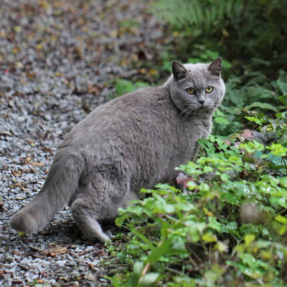 Katze im Garten.