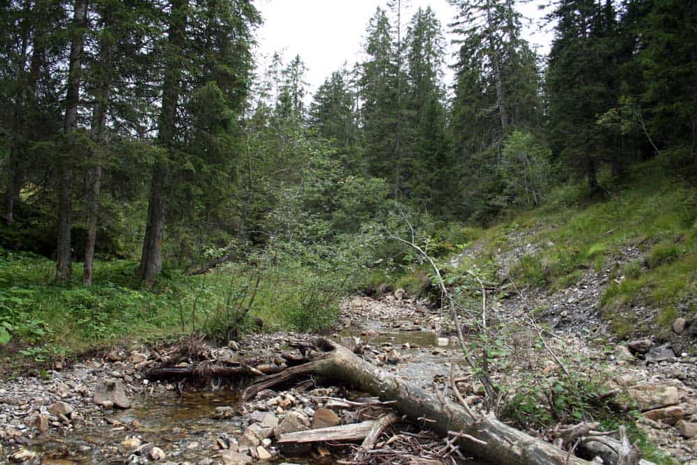 Wandertipp Moorlandschaft in der Ibergeregg.