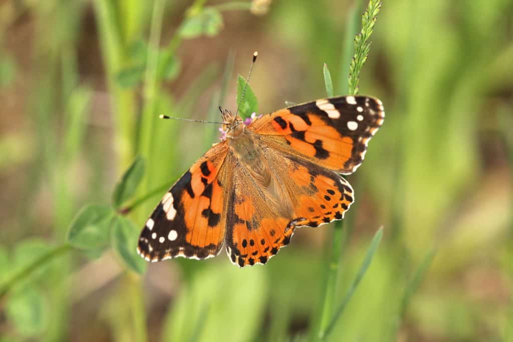 Ein Distelfalter im Garten.